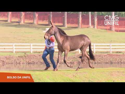 Lote 08 | Bolso da UniFil