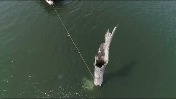 Underwater Hardwoods #lake #wood