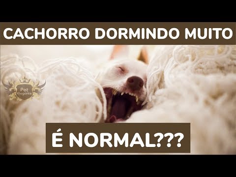 Vídeo: Poodle miniatura bate recorde mundial enquanto vestindo um smoking