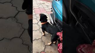 Fulluga raining guy's #rain #dog #reels #shorts #dogshorts