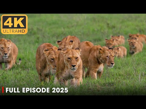 LIONESS: Throne of Power (Savage Kingdom) | Regime of the Queen | Animal Documentary