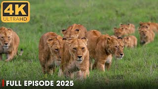 LIONESS: Throne of Power (Savage Kingdom) | Regime of the Queen | Animal Documentary