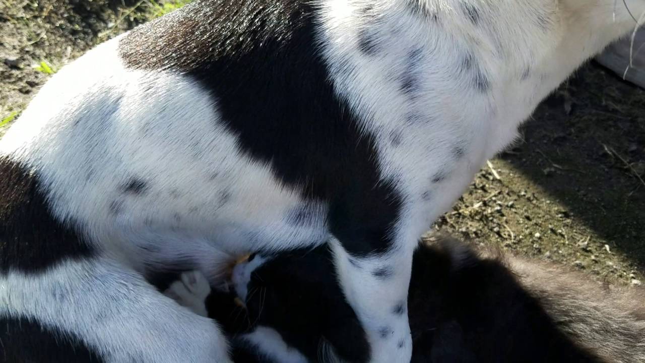 The cat sucking dog niple - YouTube