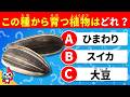 【全35問】種から植物を当てるクイズ｜この小さな種から何が育つ？