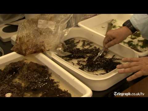 Oil spill killing off algae, leading to dead zones.