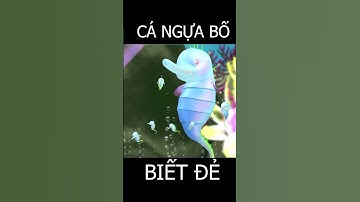 Cá ngựa bố biết đẻ ? Hoạt hình vì sao lại thế #shorts
