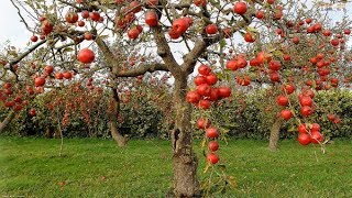 Wow Amazing Agriculture Technology - Apple