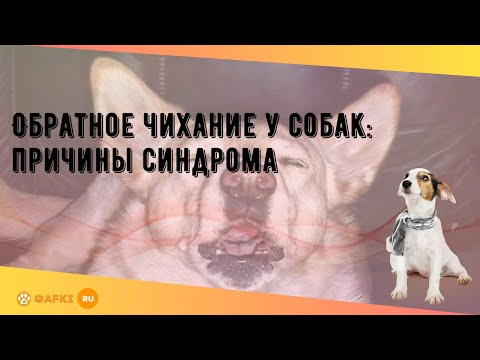 Обратное чихание у собак: причины синдрома