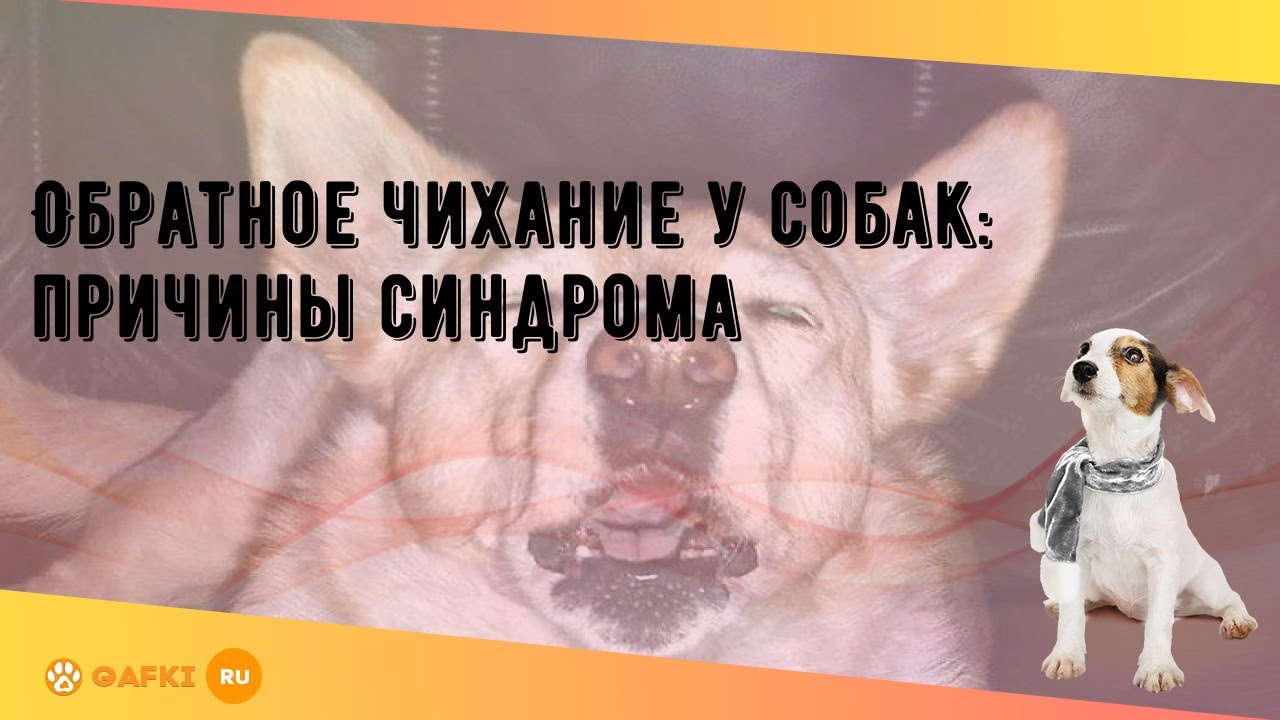 Обратное чихание у собак: причины синдрома - YouTube