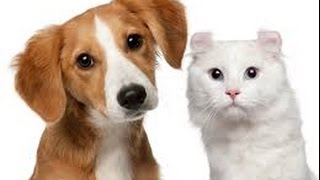 Emergency Veterinarian Chattanooga (423) 822-2164