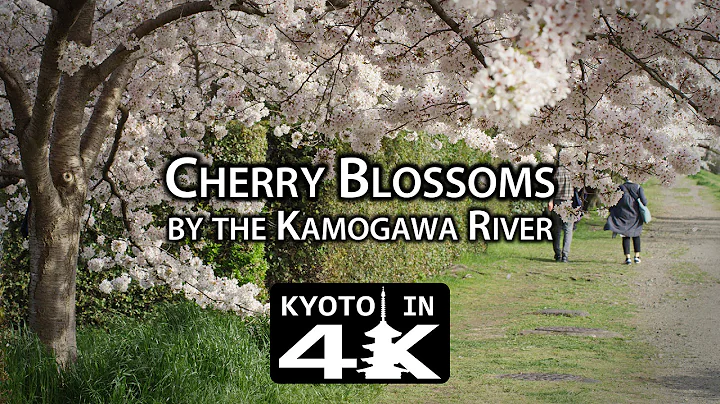 Beautiful Kyoto: Cherry Blossoms by the Kamogawa River [4K]