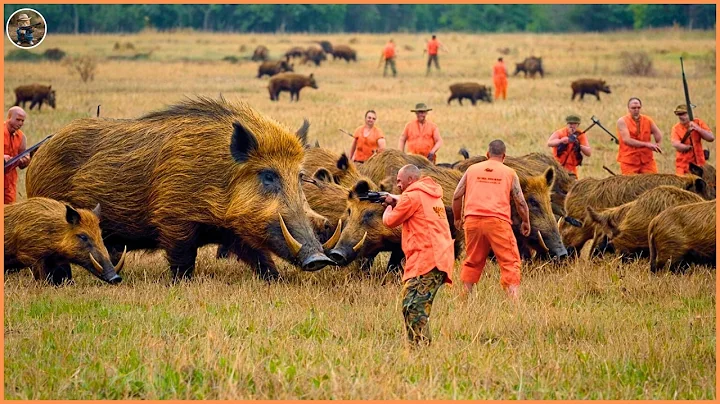 How Do Hunters and Farmers Deal with Millions of Wild Boars to Monkeys by Guns? | Invasive Species