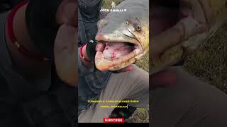 AKHIRNYA BERHASIL! Arapaima Raksasa Ini Bikin Reel Menjerit Sampai Menyerah! 😱🎣 #mancing #fishing