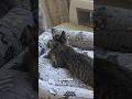 а на скольуо вы оставляете своих питомцев Cat Funnycats прикольныекоты а на скольуо вы оставляете своих питомцев Cat Funnycats прикольныекоты