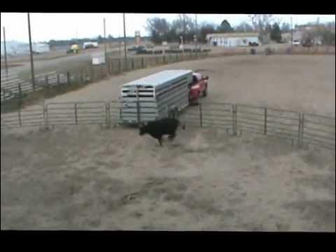 11-10-12 Eggleston Bucking Bulls first timers - YouTube