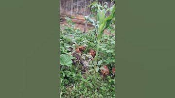 Hlau youtube/cho gà ăn, pub qaib