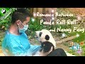 【Panda Scanning】Ep2 Growing Pains: Romance between Roll Roll and her nannies 20170618 | iPanda