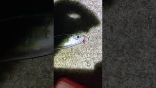 catching scad using Mori panic bait