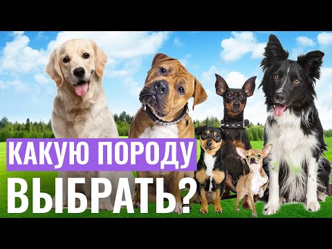 Как не ошибиться с выбором ПОРОДЫ ПИТОМЦА: Какую породу собак лучше всего заводить? ПОРОДЫ СОБАК