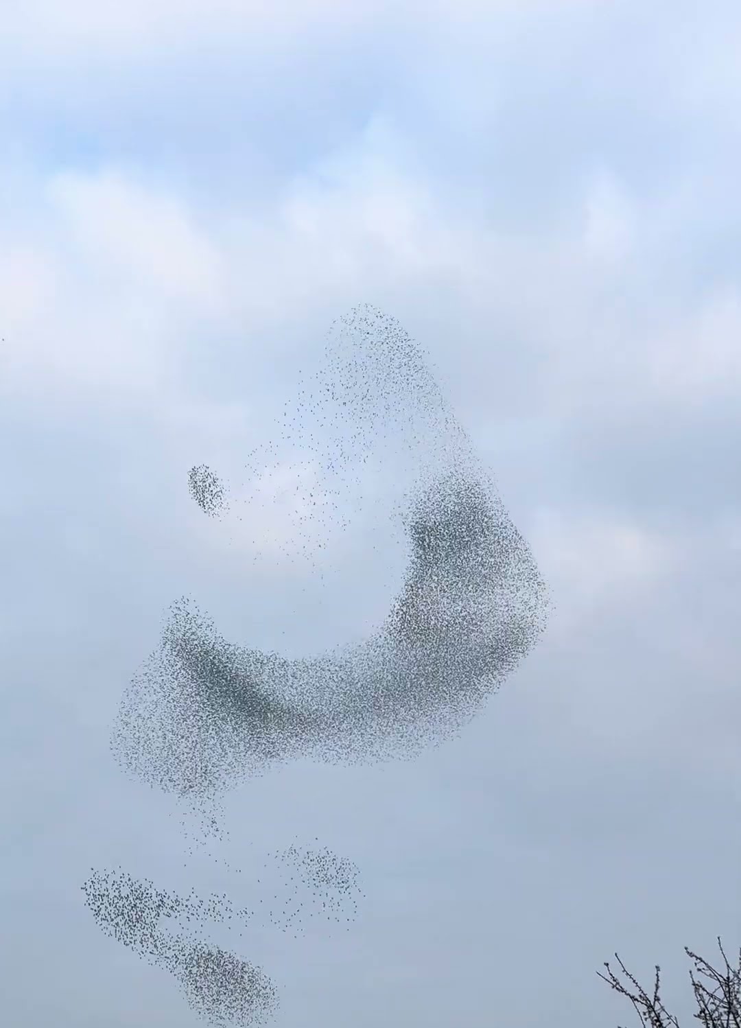 Late Winter Starlings Flock In Murmuration Spectacle || ViralHog