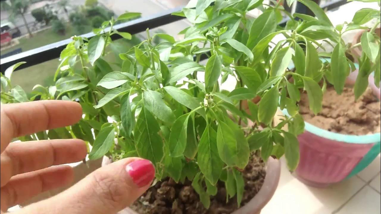 How to Grow Basil at Home Basil Seeds / Sabja Seeds for Weight Loss