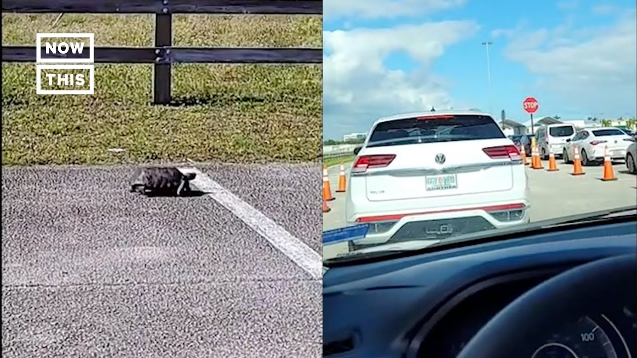 Turtle Walks Past Cars in COVID-19 Testing Line #Shorts