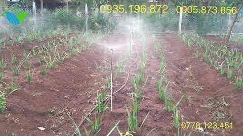 Tưới phun mưa cho vườn nha đam với béc G5