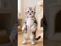#kittens #cute #matercat #funny
