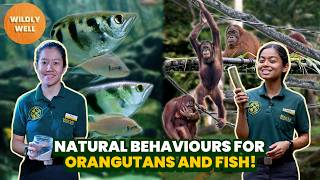 Wildly Well – Encouraging natural behaviours in orangutans and fish