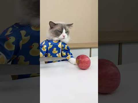 Yes, it was personal with the apple. #catsofyoutube #cat #thatlittlepuff