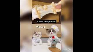 My name is Puff end I make Marshmallow Waffles #thatlittlepuff #puffknowwsbetter#catsofyyoutube(5)