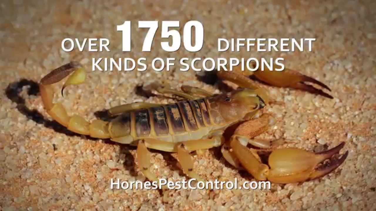 Horne's Pest Control September TV Trivia Scorpions YouTube