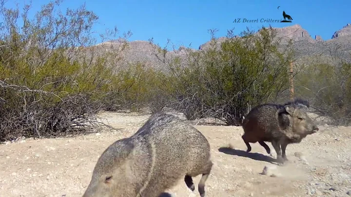 Javelina Fun day Part 2a