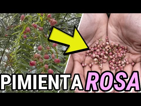 Video: Plantas de pimientos de Szechuan: ¿De dónde vienen los pimientos de Szechuan?