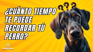 Descubre cuánto tiempo pasa antes de que un perro olvide a su dueño. by Oxitocina Magazine 3,783 views 1 month ago 6 minutes, 28 seconds