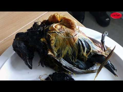 Video Kiviaq - Món hải cẩu thối rữa nhồi chim chết lên men... - youtube