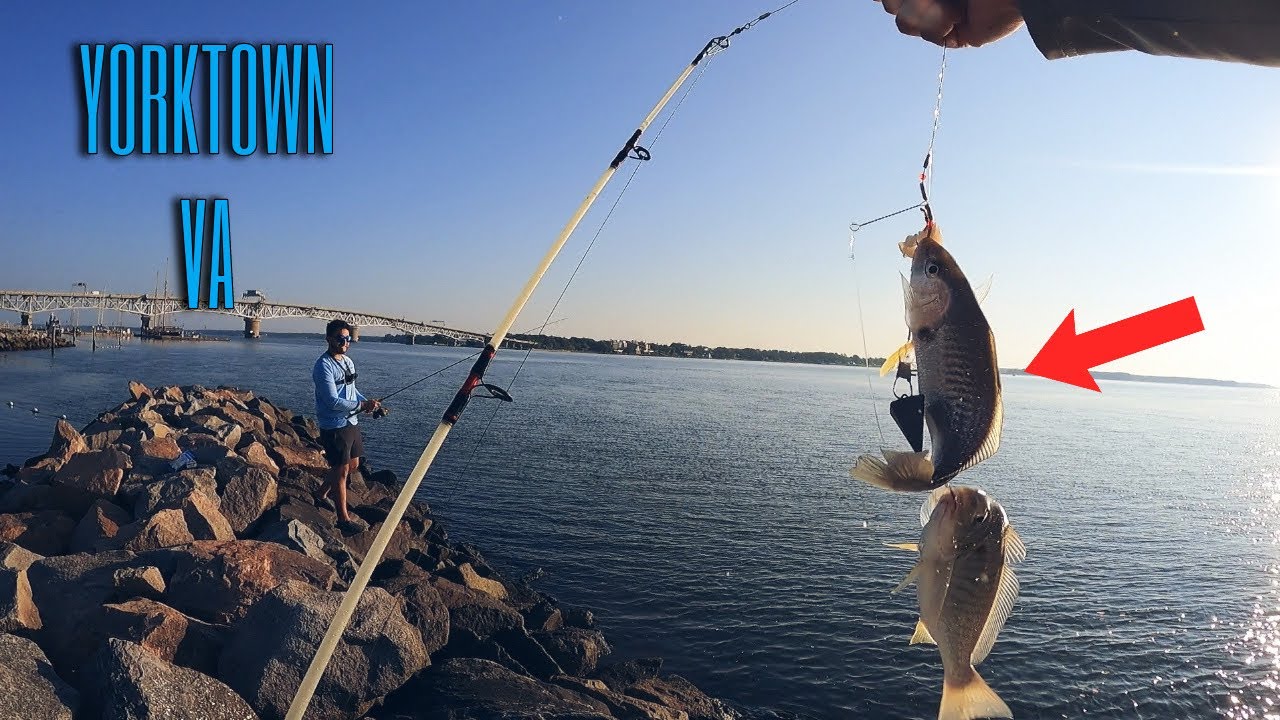 Fishing in YORKTOWN VIRGINIA for MULTIPLE SPECIES! SALTWATER FISHING IN