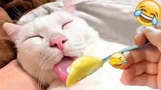 Best Funny Animals 2024 😍 Funniest Dogs and Cats 😻🐶