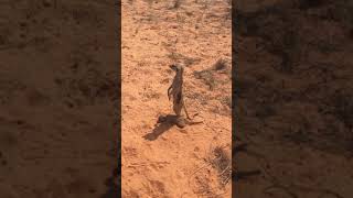 Sleepy meerkat pup takes a nap in the shadow of his older sibling.