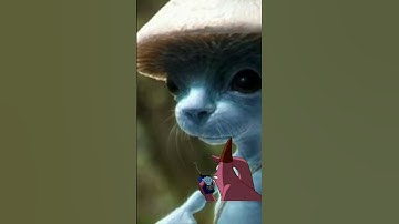 Scary Smurf Cat
