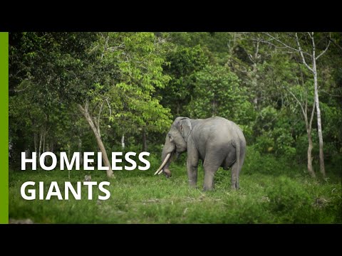 Homeless Giants