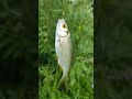 #рыбалка #2022 #рыба #плотва #карась #карась #окунь #рекомендации #nature