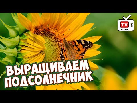Видео: Sunspot Sunflower Информация: Посадка подсолнухов Sunspot в саду
