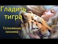 Гладить тигра - толкование сонника