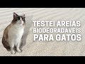 Testei areias biodegradveis para gatos