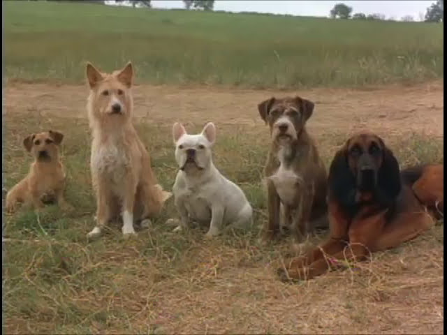 The Forgotten Letter That Changes Everything in Secondhand Lions