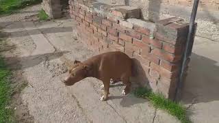 perro bailando Scooby Doo papá