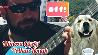 Sahilde Köpeğime Gitar Ziyafeti 😆 | Mimoza Çiçeği - Volkan Konak Cover Feat. Sefa Yergüler Resimi