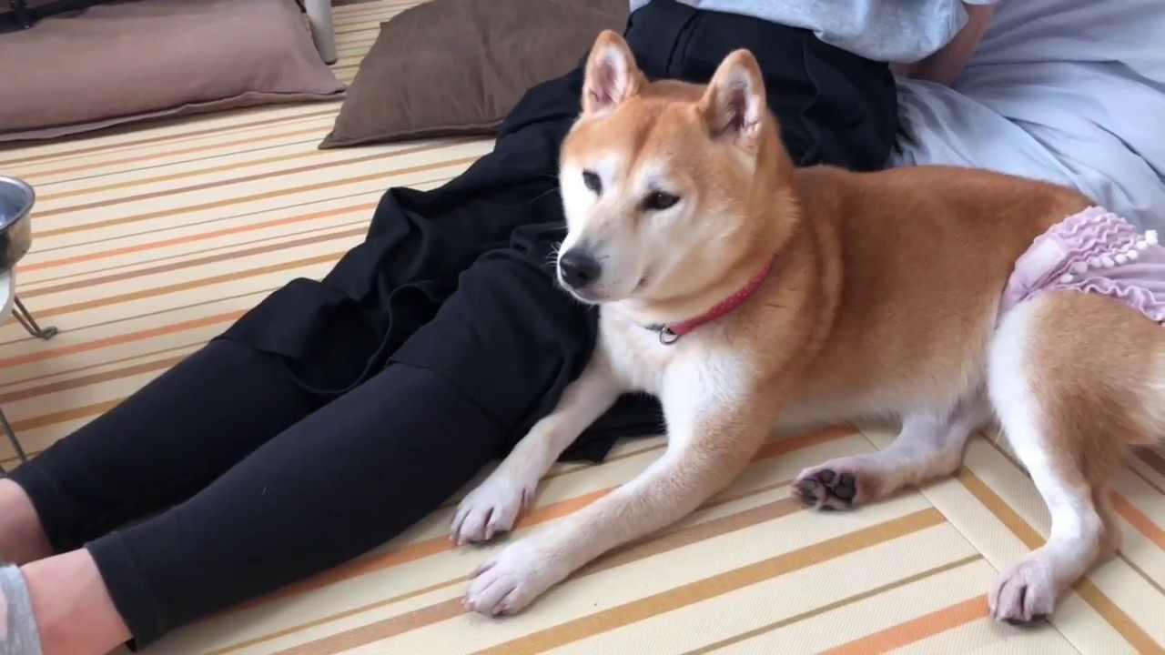 柴犬小春 Love Mom お母さんがいれば お父さんには背を向ける ってこら Youtube