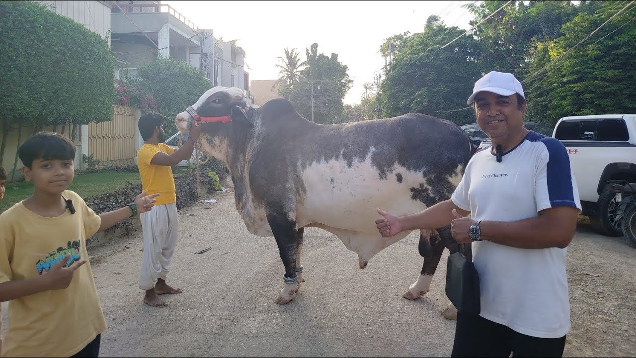 ONE OF THE BIGGEST COWS IN KARACHI AUR FANS SE MEETUP 😍 ! 